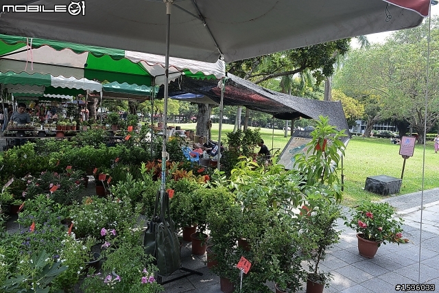 MPV的好，喜歡園藝就知道，滑門一開輕鬆把樹載回家。