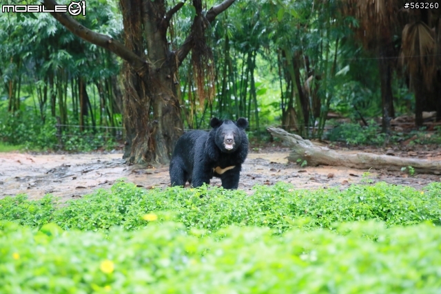大陸番寓香江野生動物園