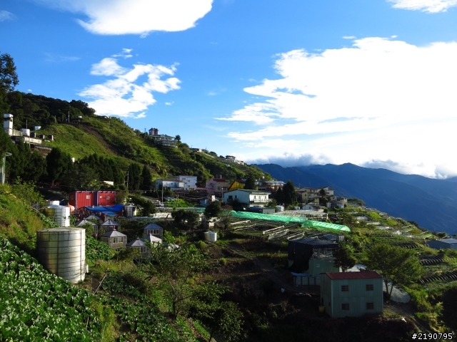清境 新中橫 沒去成的阿里山