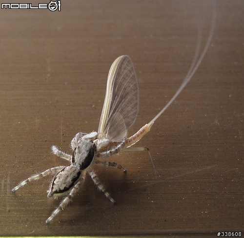 窗台上的獵食秀