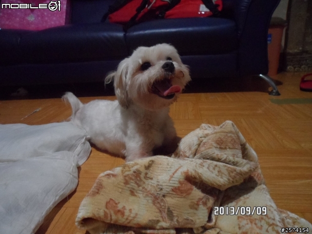 拾獲馬爾濟斯公狗一隻