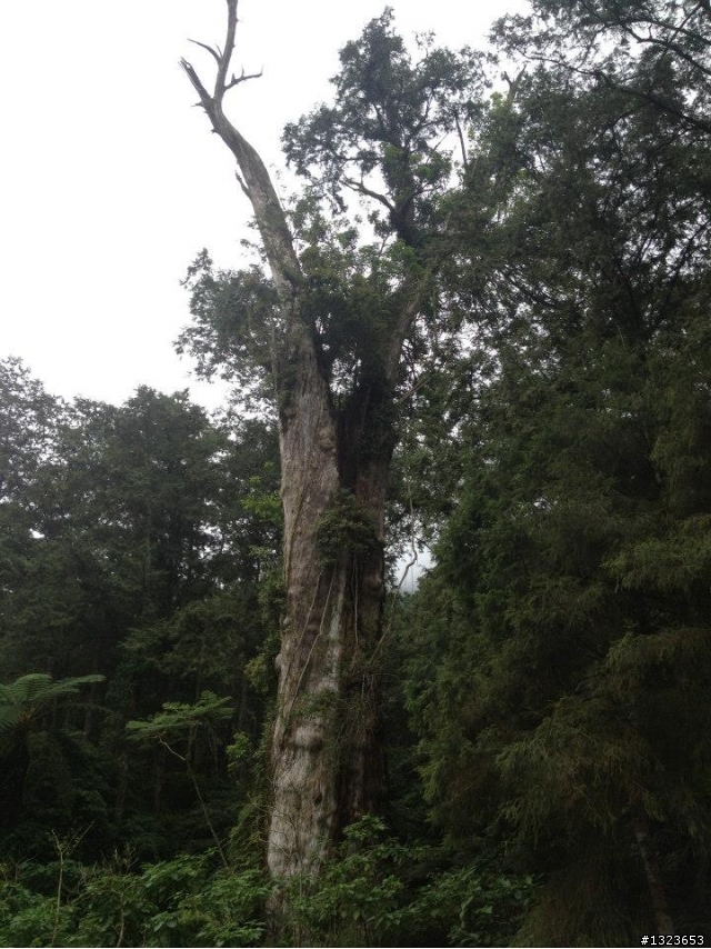 1020701 溪頭一日遊