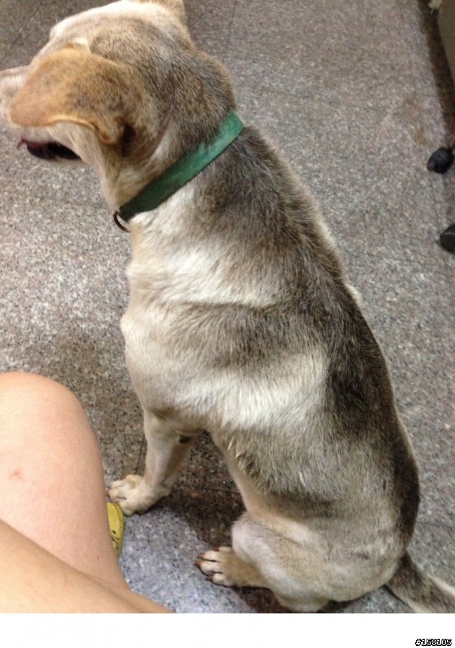 認養~~米克斯犬(急~已有附近媽媽放話要抓了)   謝謝  詳內文