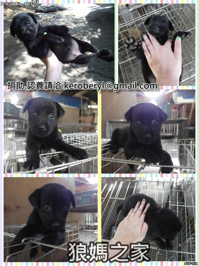 [認養] 傻呼呼的乳牛兄弟(好麻吉) (大牛&小牛)