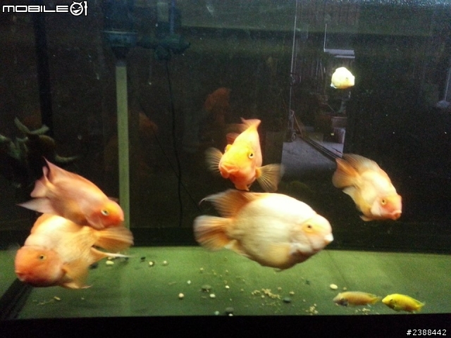 贈 - 魚隻活體