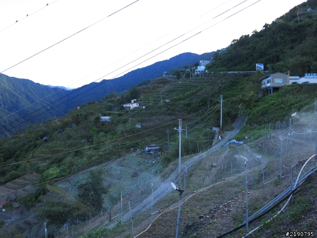 清境 新中橫 沒去成的阿里山