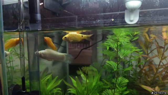 我的魚生病了