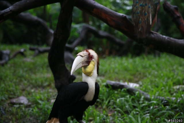 大陸番寓香江野生動物園