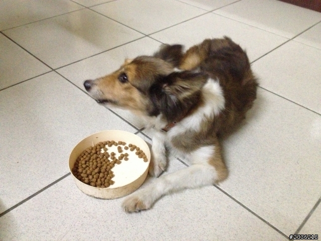 彰化縣社頭國中附近撿到一隻小牧羊犬...尋找狗主人!
