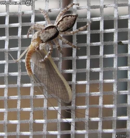 窗台上的獵食秀