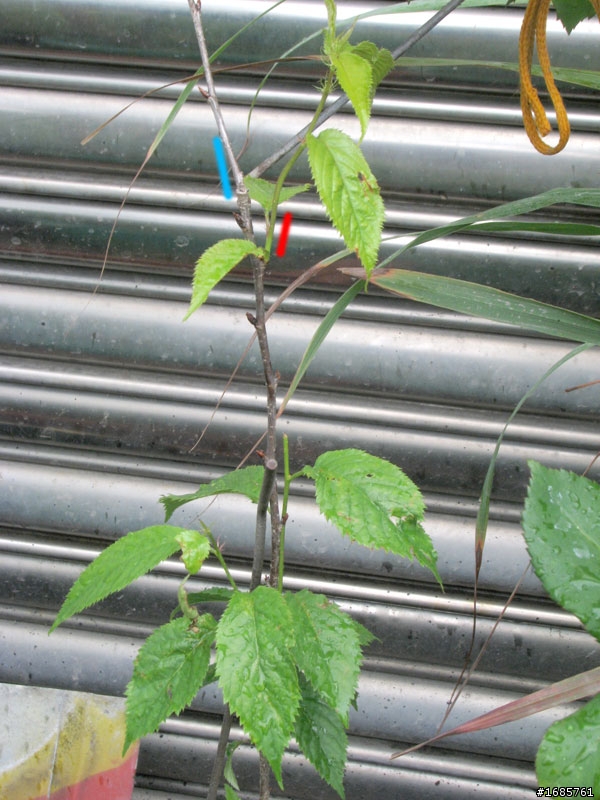 山櫻花枝條這麼長正常嗎???