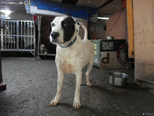 [認養] 傻呼呼的乳牛兄弟(好麻吉) (大牛&小牛)