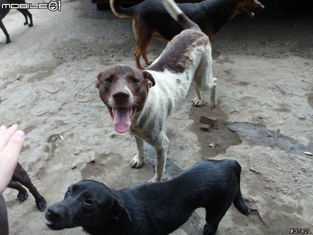 [認養] 傻呼呼的乳牛兄弟(好麻吉) (大牛&小牛)