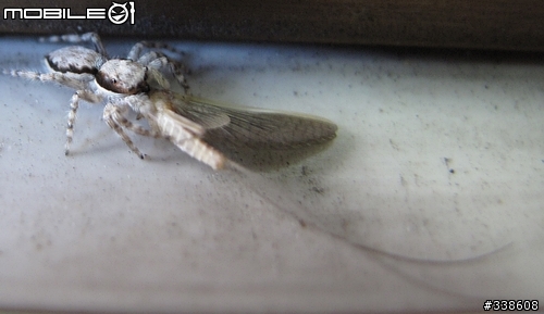 窗台上的獵食秀