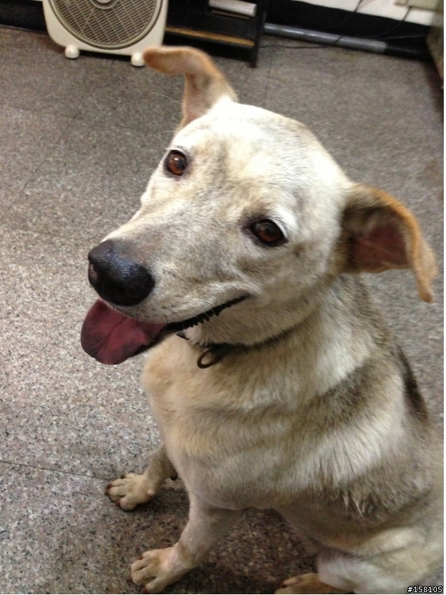 認養~~米克斯犬(急~已有附近媽媽放話要抓了)   謝謝  詳內文