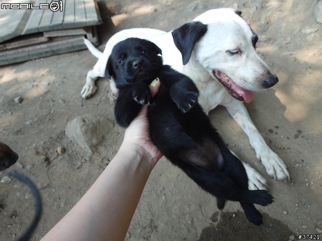 [認養] 傻呼呼的乳牛兄弟(好麻吉) (大牛&小牛)