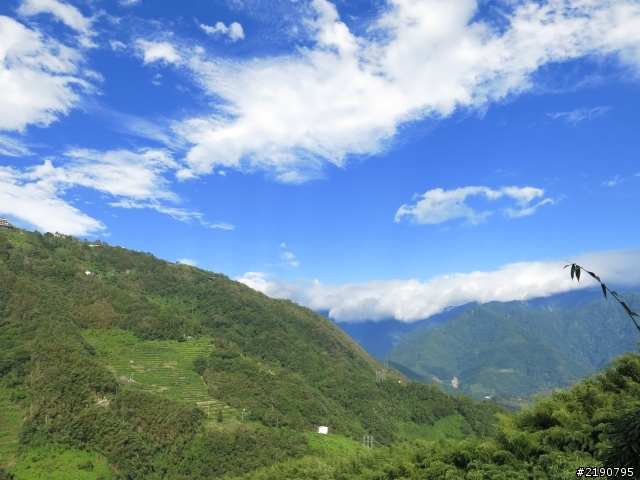 清境 新中橫 沒去成的阿里山