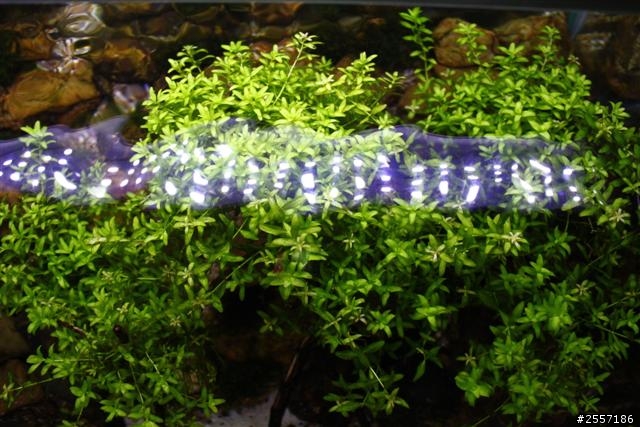 38cm草缸~1個月