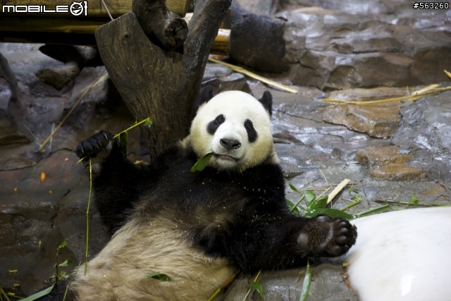 大陸番寓香江野生動物園