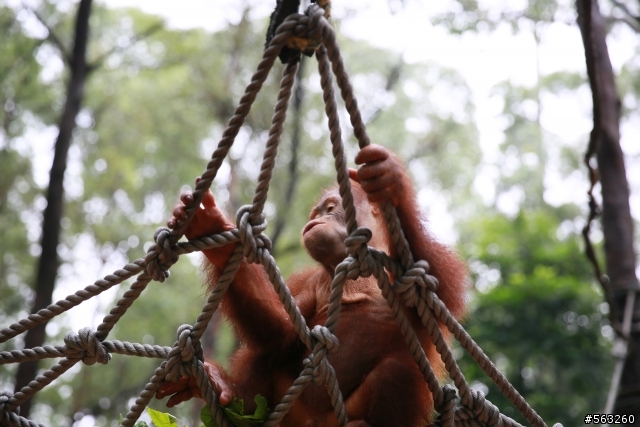 大陸番寓香江野生動物園