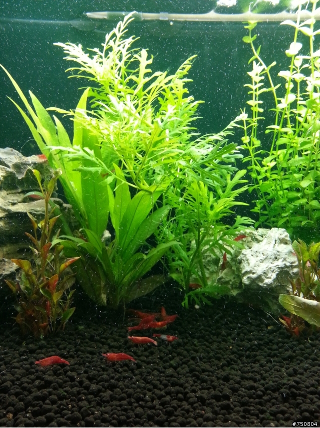 2尺蝦缸生很多蝸牛~