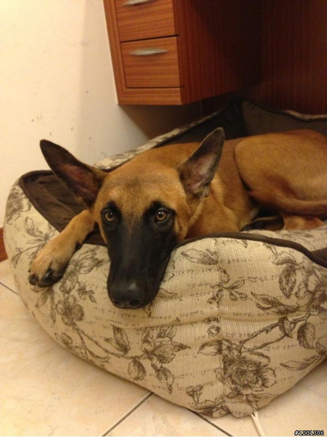 [高雄]8個月大比利時狼犬送養