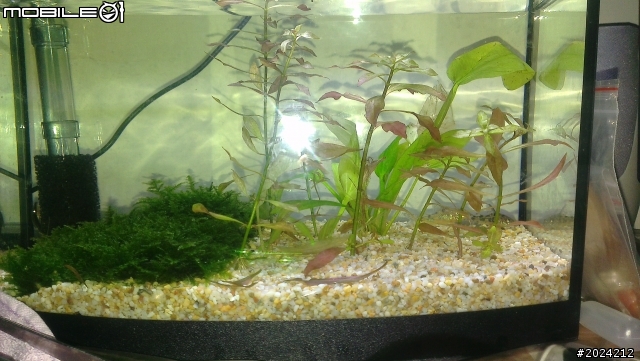 問題魚缸疑問