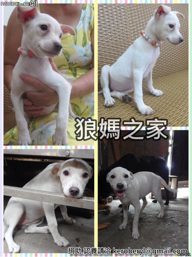 [認養] 傻呼呼的乳牛兄弟(好麻吉) (大牛&小牛)