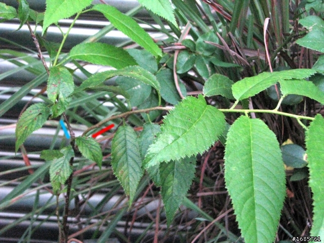 山櫻花枝條這麼長正常嗎???