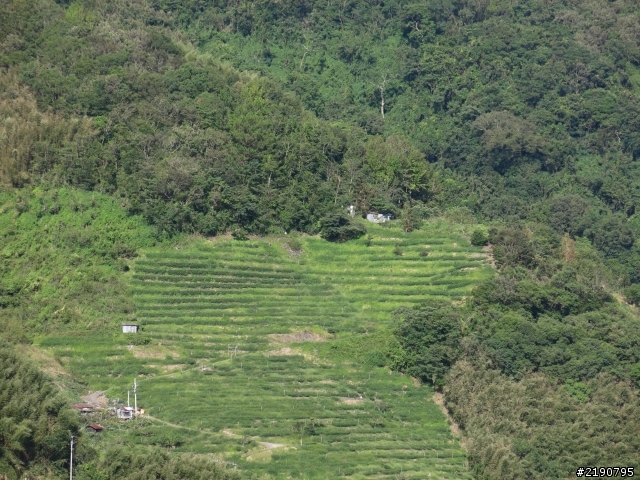 清境 新中橫 沒去成的阿里山