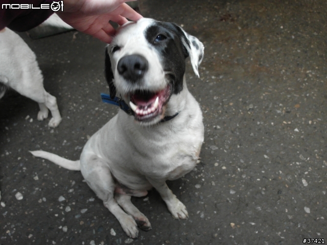 [認養] 傻呼呼的乳牛兄弟(好麻吉) (大牛&小牛)