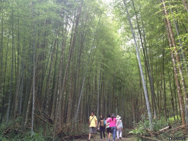 1020701 溪頭一日遊