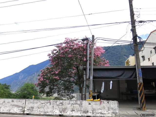 清境 新中橫 沒去成的阿里山