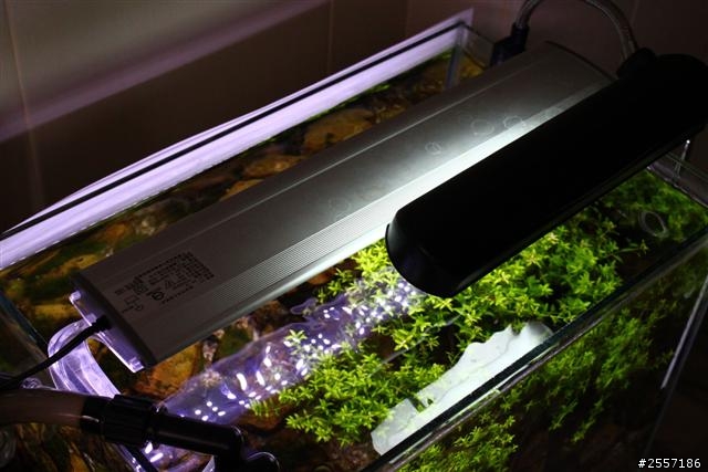 38cm草缸~1個月