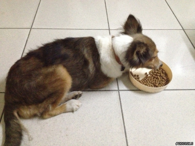 彰化縣社頭國中附近撿到一隻小牧羊犬...尋找狗主人!