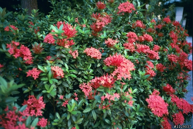 元祖LOMO LC-A 及 Cosina CX-2