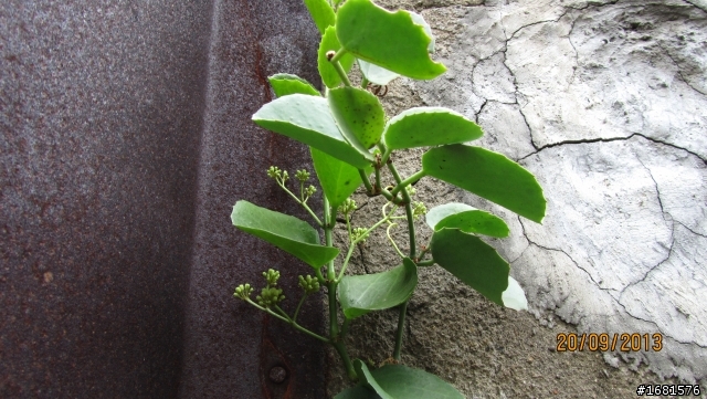 請問有植物達人或是綠手指.鑑識達人可以進來幫幫忙嗎?