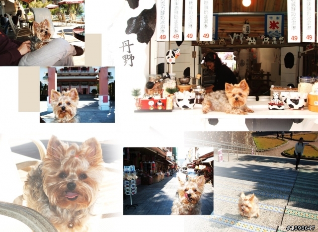 此篇文章獻給我最疼愛的狗女兒「COCO」