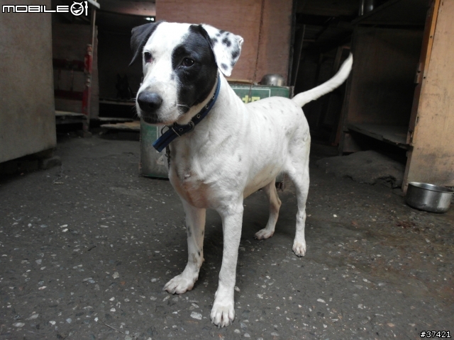 [認養] 傻呼呼的乳牛兄弟(好麻吉) (大牛&小牛)