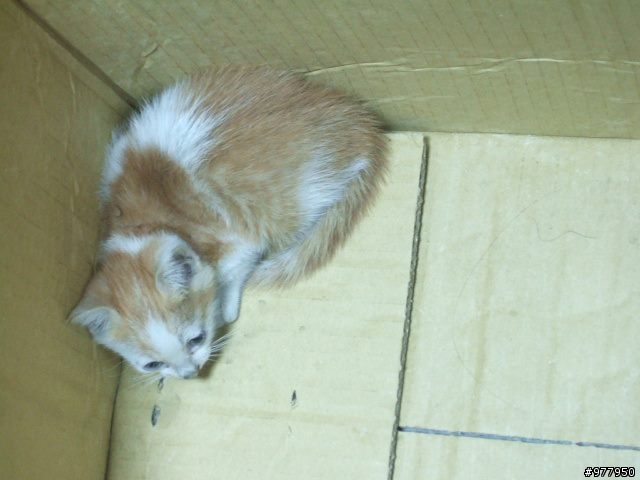小貓咪救援