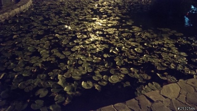 蝶蝴s 紫光一問