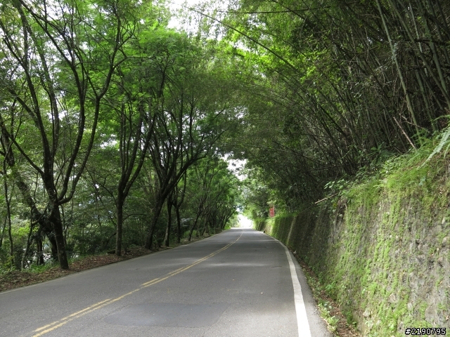 清境 新中橫 沒去成的阿里山