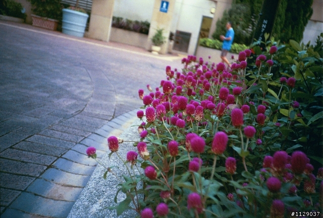 元祖LOMO LC-A 及 Cosina CX-2