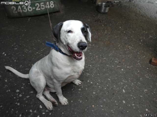 [認養] 傻呼呼的乳牛兄弟(好麻吉) (大牛&小牛)