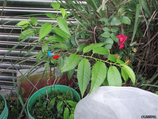 山櫻花枝條這麼長正常嗎???