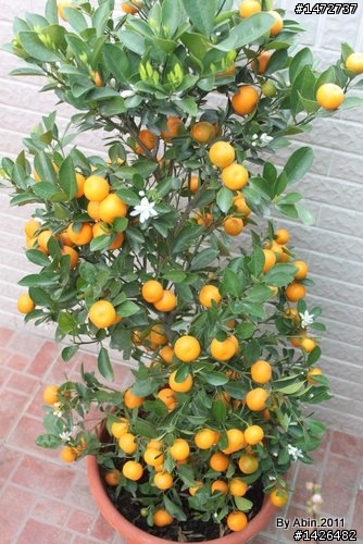 主臥陽台該種什麼植物