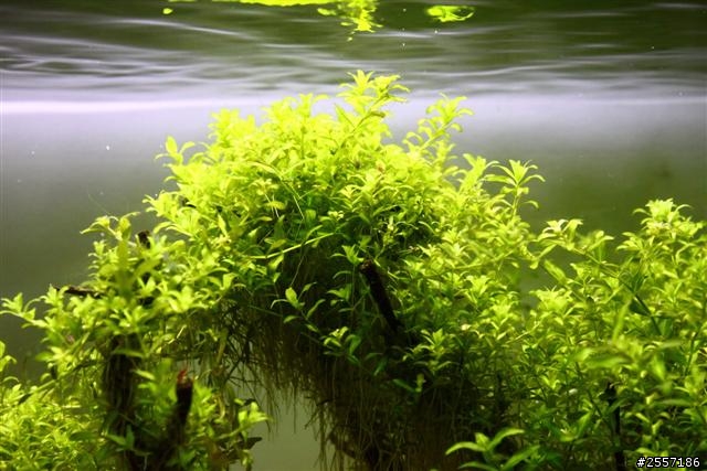 38cm草缸~1個月