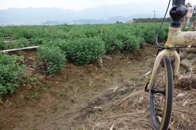 秋天好騎車，2013苗栗不落113，