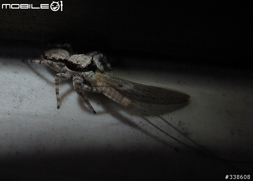 窗台上的獵食秀