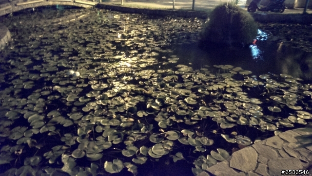 蝶蝴s 紫光一問